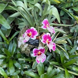 Meet your Posher, Angela'gizzell